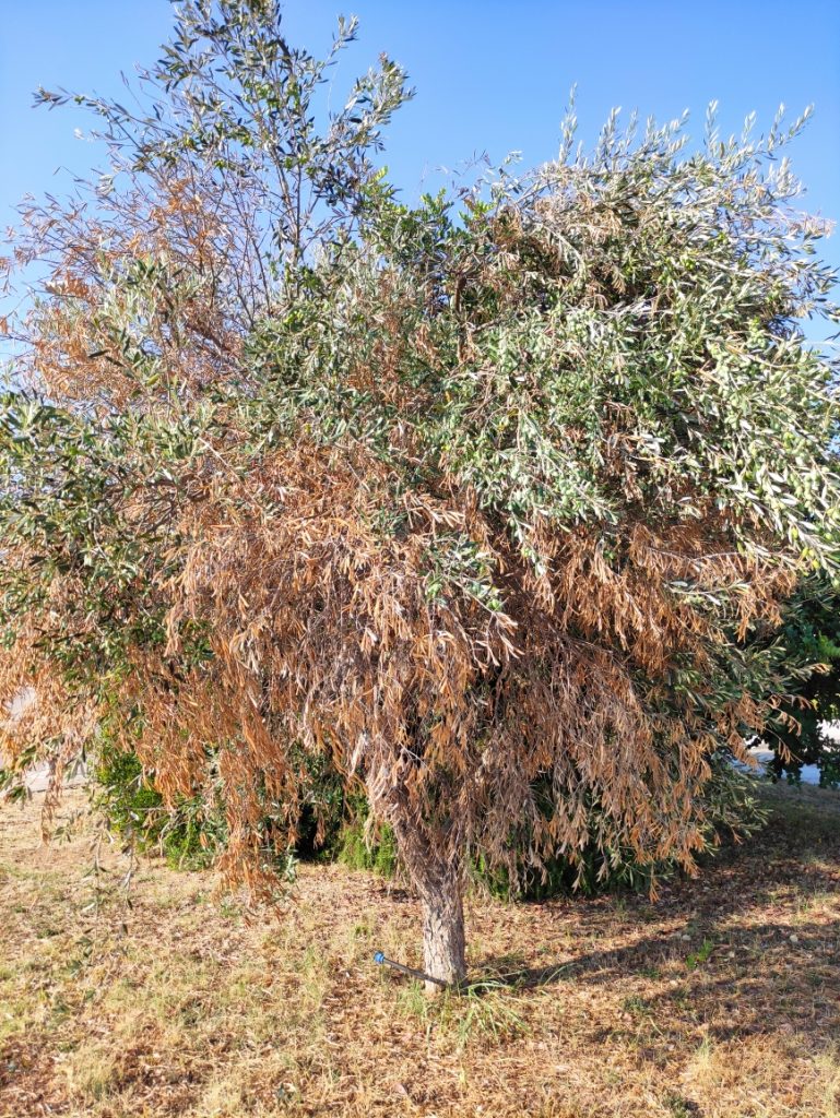 Rigenerazione sostenibile dell’agricoltura salentina ed emergenza forestazione: Provincia e Dajs coinvolgono altri 28 Comuni del Salento