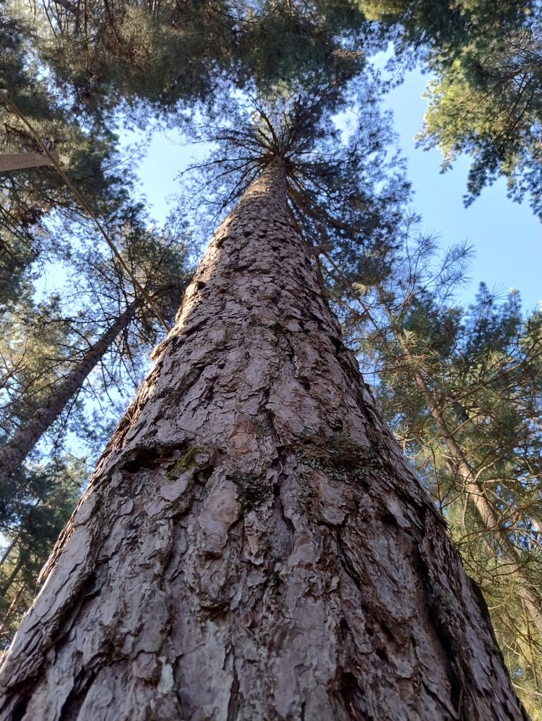 Giornata nazionale dell’albero: in Provincia si presenta l’edizione 2025